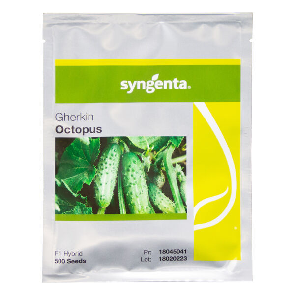 Syngenta Pepino Moído Polvo F1 500 sementes